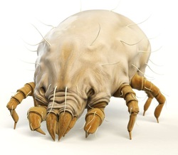 How to keep dust mites out of your house